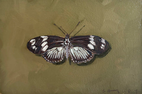 Doris Longwing Butterfly