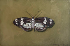 Doris Longwing Butterfly