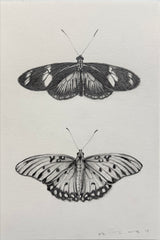 Doris Longwing & Gulf Fritillary Butterfly