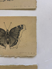 Mourning Cloak Butterfly