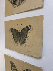 Mourning Cloak Butterfly