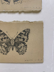 Painted Lady Butterfly