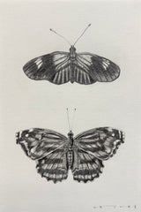 Postman & Mexican Bluewing Butterfly