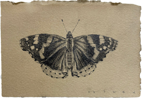 Red Admiral Butterfly