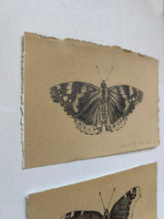 Red Admiral Butterfly