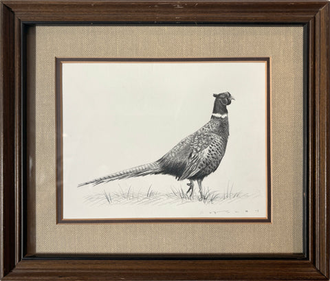 Ring-Necked Pheasant