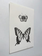 Western Pygmy Blue & Tiger Swallowtail Butterfly