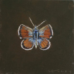 Western Pygmy Blue Butterfly