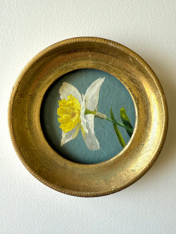 Daffodil xiii