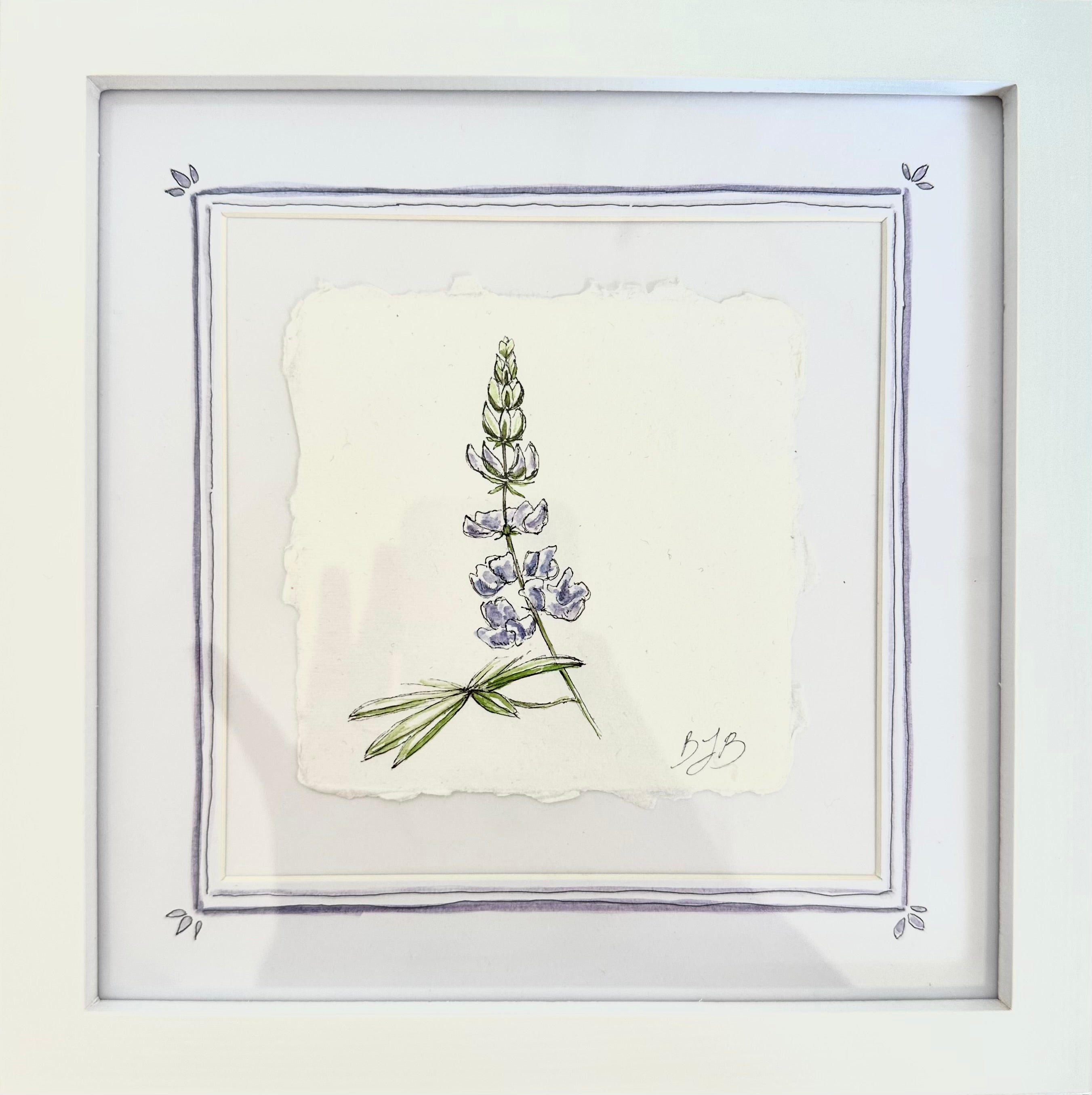 Alpine Lupine