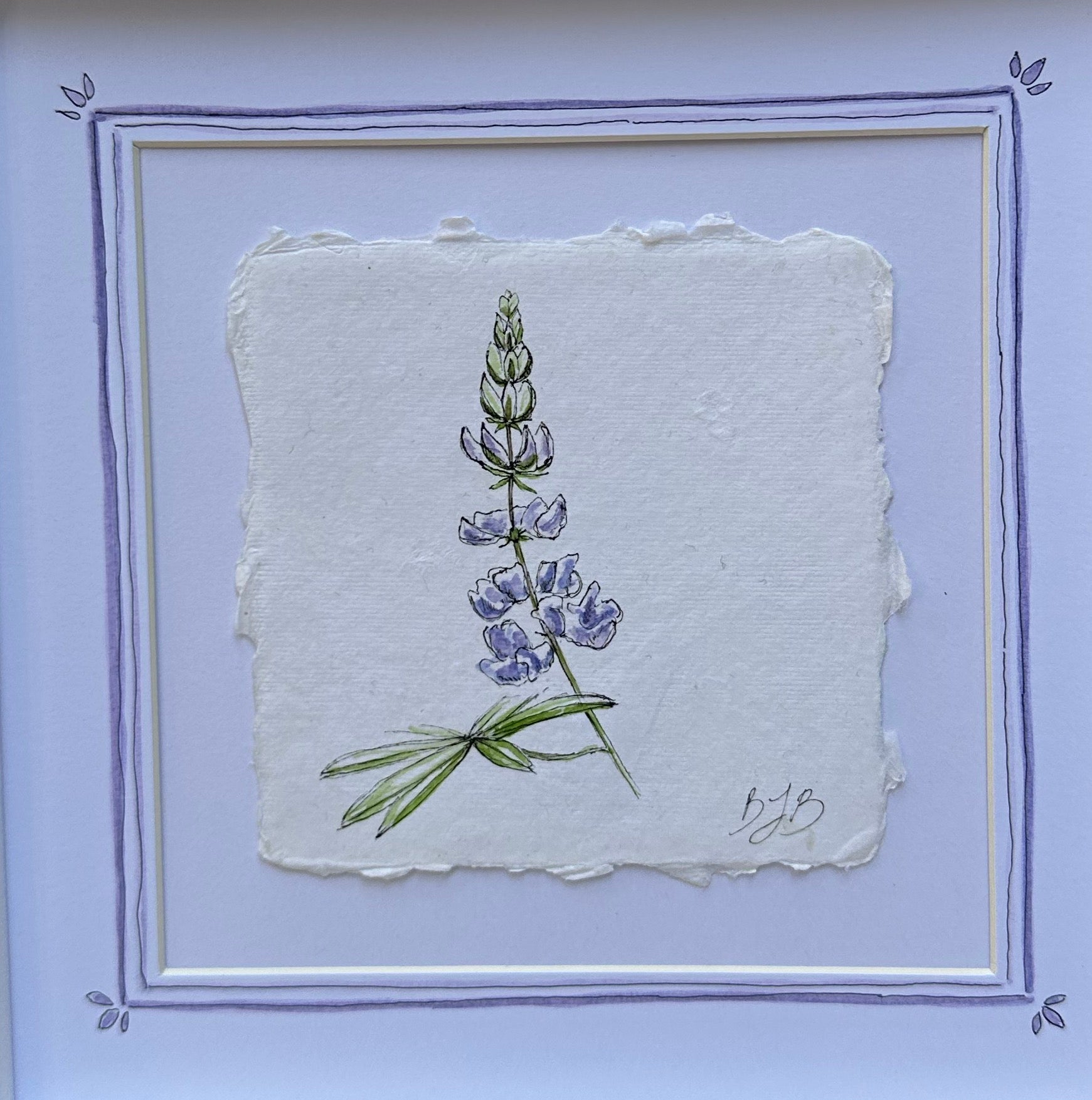 Alpine Lupine