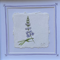 Alpine Lupine