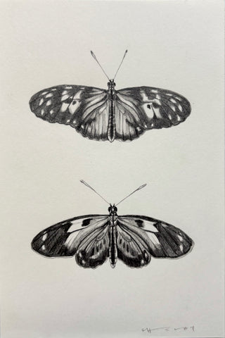 Tiger Longwing Butterflies