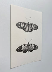 Tiger Longwing Butterflies