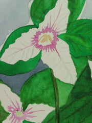 Painted Trillium Quartet