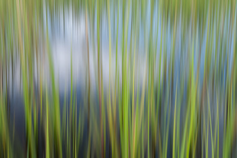 Summer Reeds 73085, 1/25