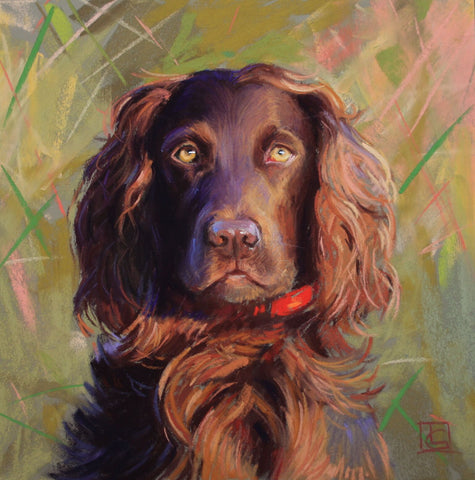 Boykin Spaniel