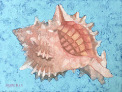 Pink Mouthed Murex