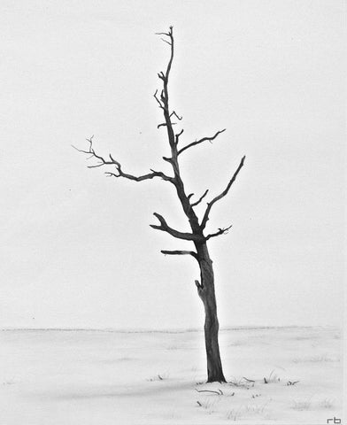 Beach Tree