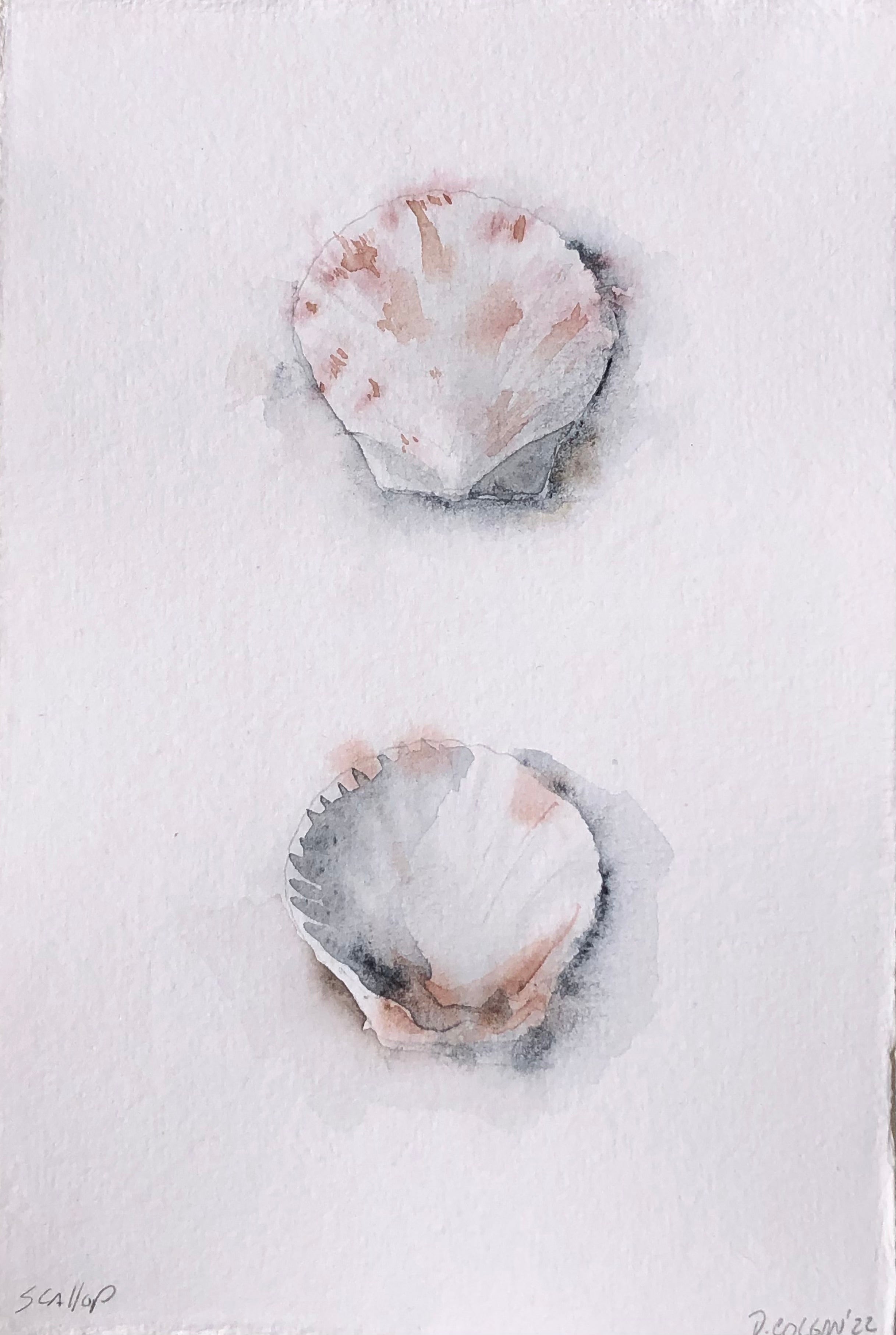Scallop - Spotted