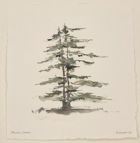 Deodora Cedar
