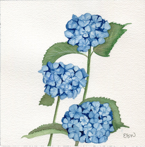 Hydrangeas