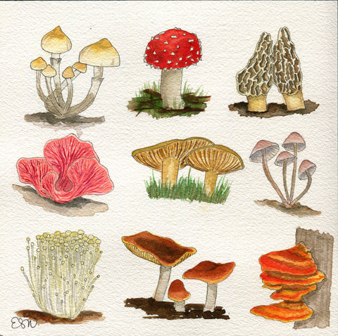 Mushrooms