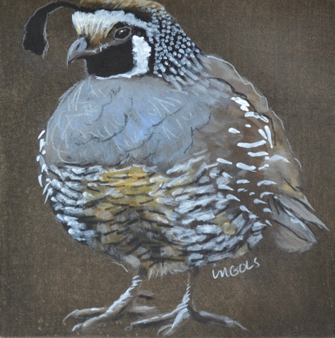 Grey Quail 4