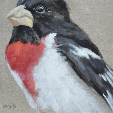 Grosbeak 4