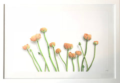 Flower Study