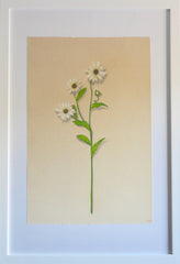 Wildflower