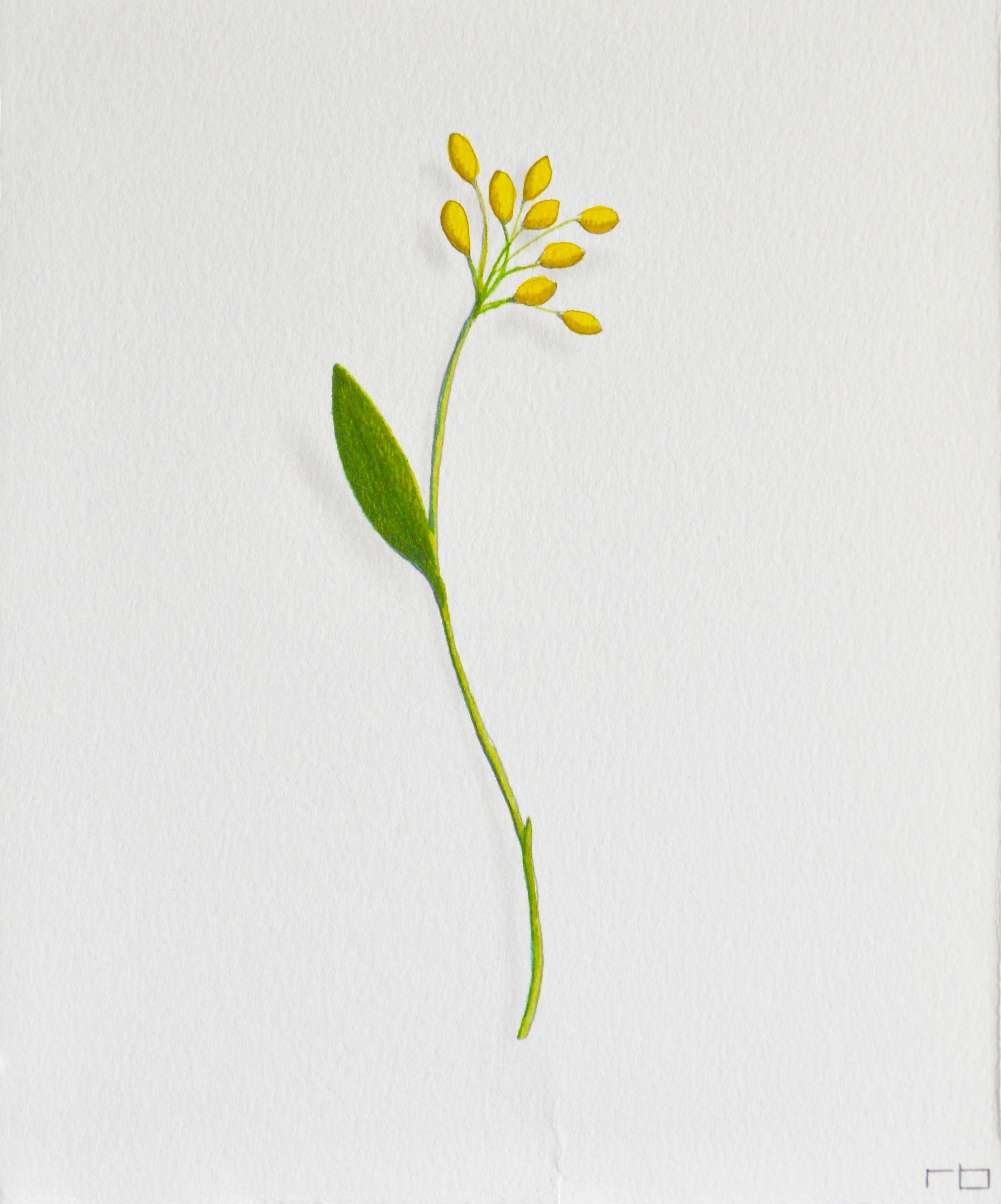 Yellow Flower 3