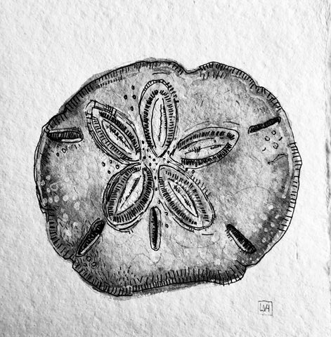 Sand Dollar