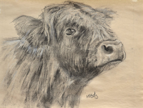 Cow Study II