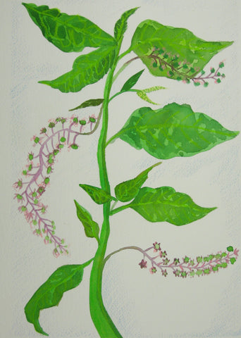 Pokeweed