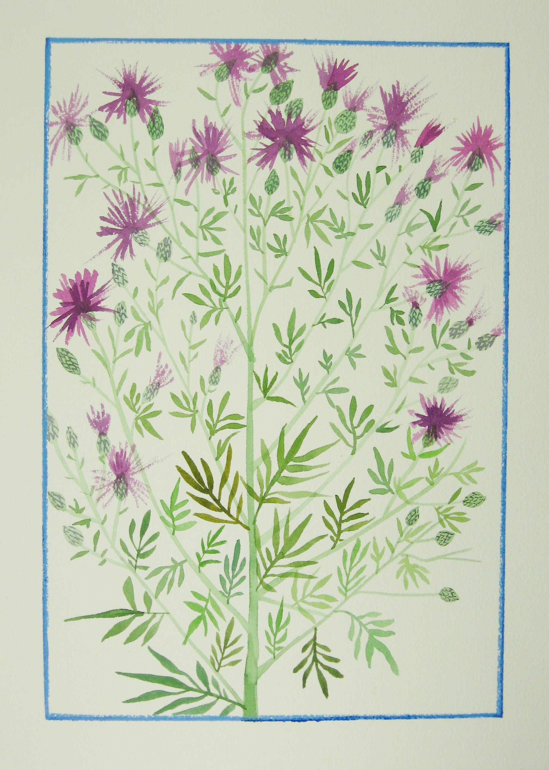 Spotted Knapweed