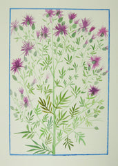 Spotted Knapweed