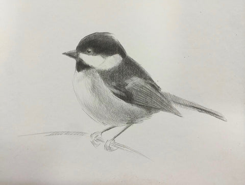 Carolina Chickadee